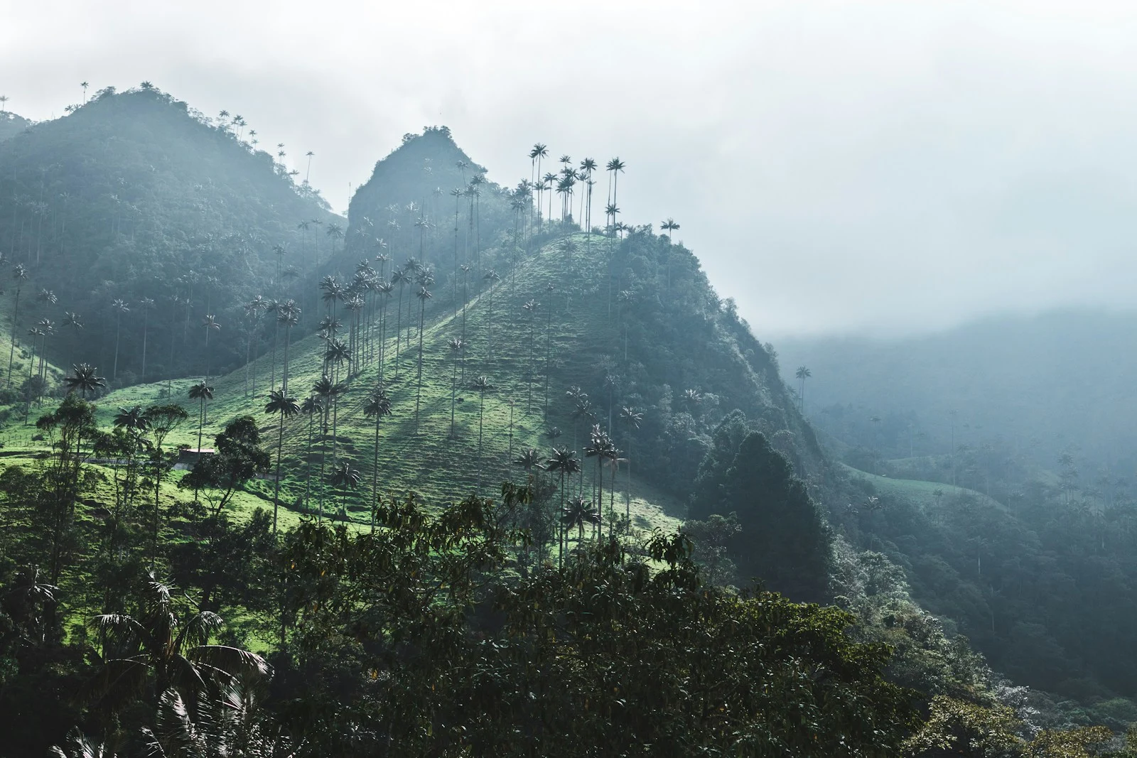 Kaffeodling i Colombia